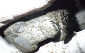 SUZUKI HAYABUSA Gen.2