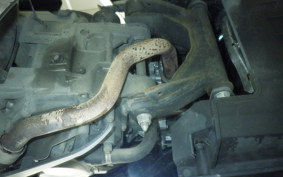 HONDA FORZA 250 MF15