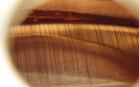 TRIUMPH SPEED TWIN 900 2022