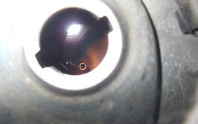 HONDA C50 SUPER CUB 2025 AA01