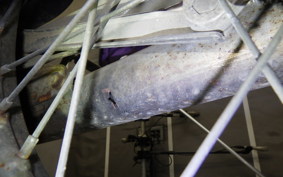 HONDA C50 SUPER CUB 2006 AA01