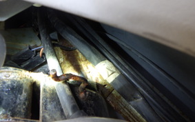 SUZUKI LET's 4 CA45A