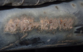 HONDA TODAY 2 1996 AF67