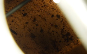 HONDA GYRO UP 2019 TA01