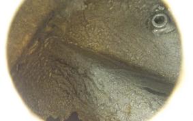 HARLEY FXDL 1450 2004