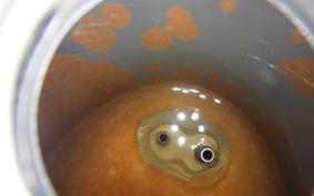 HONDA C70 SUPER CUB 2021 C70