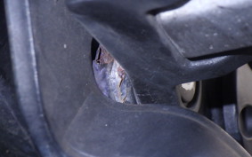 KAWASAKI NINJA 250R 2007 EX250K