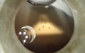 YAMAHA TRICKERS DG16J