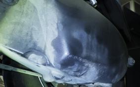 SUZUKI ADDRESS V100