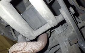 SUZUKI ADDRESS V100 CE11A
