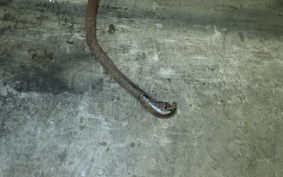 HONDA DIO ZX GEN 2 2018 AF35