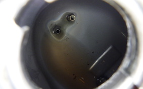 HONDA C50 SUPER CUB C50