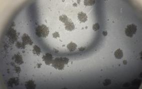 SUZUKI GSX-R1000R A 2017 DM11G