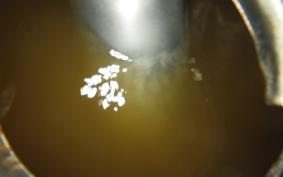 KAWASAKI 90SS 2021 GA