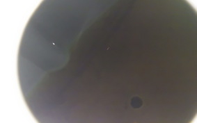 HARLEY FLSTC 1450 2000