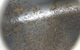 HONDA STEED 400 1994 NC26