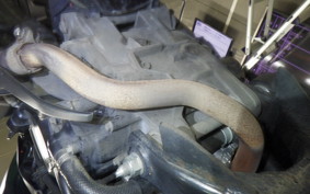 HONDA FORZA 250 MF17