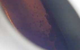 KAWASAKI ELIMINATOR 250 SE EL250A