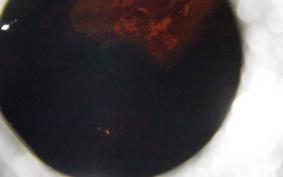 HARLEY FXSTC 1580 2010