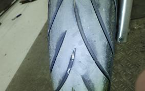 KAWASAKI ZEPHYR 750 2025 ZR750C