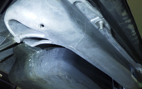 HONDA ZOOMER 2023 AF58