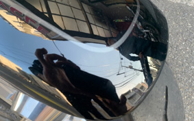 HARLEY HARLEY FLFBS 2017 YGK