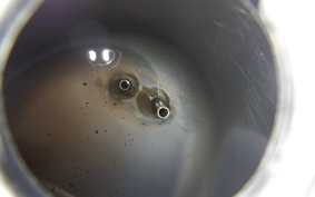 HONDA C50 SUPER CUB C50