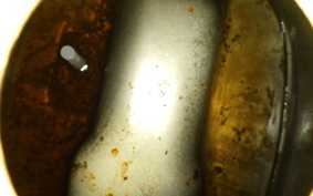 HONDA GORILLA 2015 Z50J