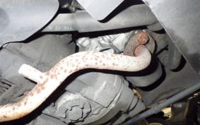 YAMAHA JOG Gen.5 SA36J