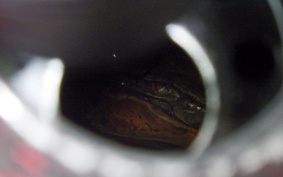 HARLEY XG750ｽﾄﾘｰﾄ 2017