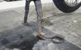 HONDA C50 SUPER CUB C50