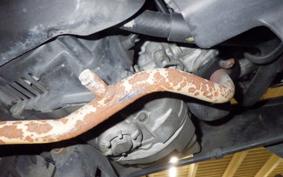 YAMAHA JOG Gen.5 SA36J