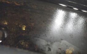 HONDA MONKEY 2024 Z50J