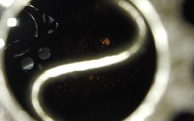 HARLEY FXLR1750 2017