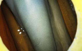 KAWASAKI 350SS 2023 S2T