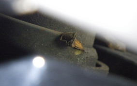 HONDA TODAY 2 1998 AF67