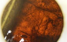 YAMAHA FZR400 Gen.2 1988 1WG