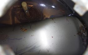 HONDA MONKEY 2016 Z50J