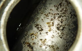 HONDA NAUTY DAX 2025 CY50