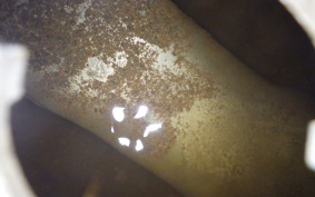 HONDA MONKEY 2020 Z50J