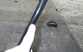 DUCATI SCRAMBLER DESERT SIED 2020