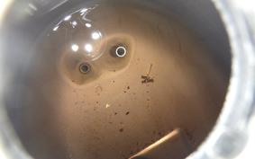 HONDA C50 SUPER CUB C50