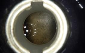 HONDA MONKEY 2020 Z50J