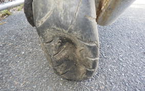 HONDA DIO ZX GEN 2 AF35