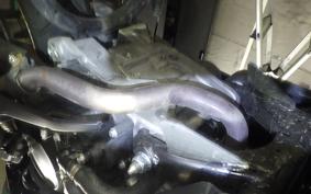 HONDA FORZA 250 MF17