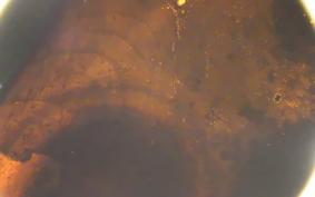 HARLEY FLSTF 1580 2013