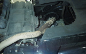 HONDA PCX 160 1996 KF47