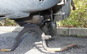 HONDA CREA SCOOPY AF55