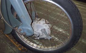 HONDA C50 SUPER CUB C50