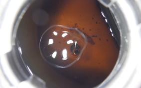 HONDA C90 SUPER CUB E HA02